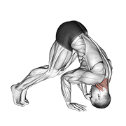 Cầu cổ tư thế nằm sấp (Neck Bridge Prone)