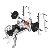 Đẩy tạ nằm ngang (Bench Press)