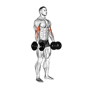 Gập tay trước (Bicep Curl)