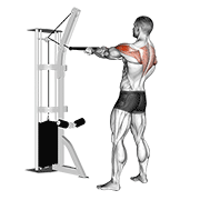 Chèo vai sau dây cáp (Cable Rear Delt Row)